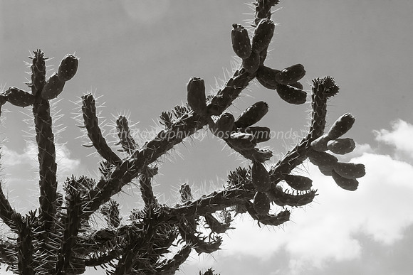 170414-CactusGarden-9999_28-3