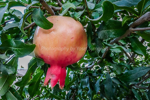Pomegranate 1608-3