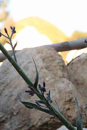 140209-HarHabayit-9853
