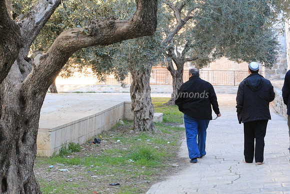 140209-HarHabayit-9877