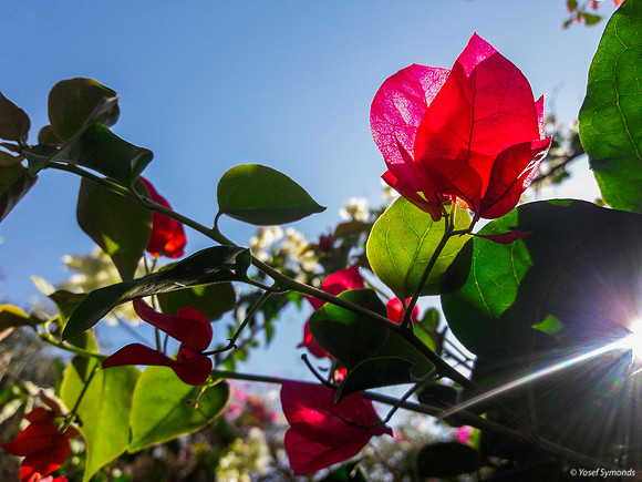 Translucent Bougainvillea 191229-1