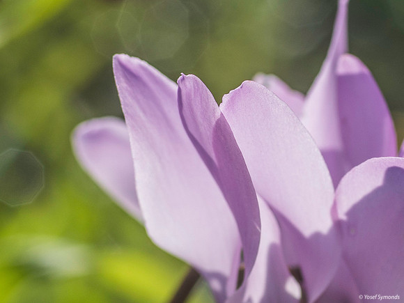 Pink Cyclamen 200216-6