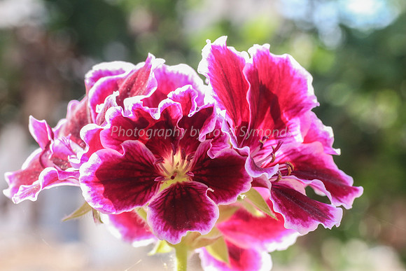Pink and White Geranium 170416-6