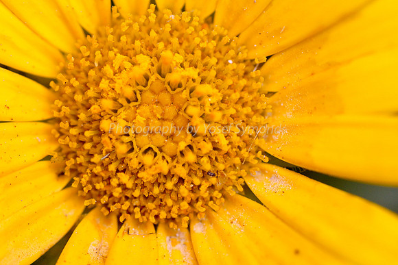 170414-CactusGarden-9999_65-2