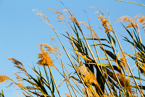 Stalks on Lake Edge 1