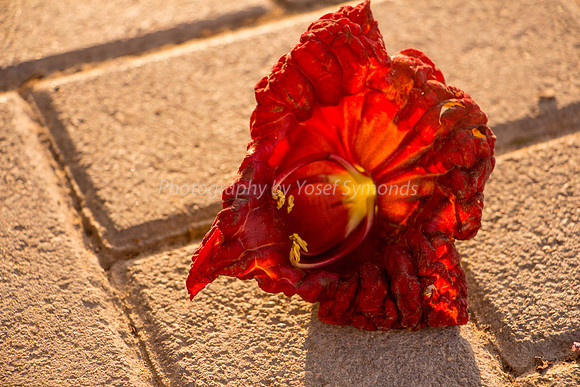 Fallen Sausage Tree Flower 1
