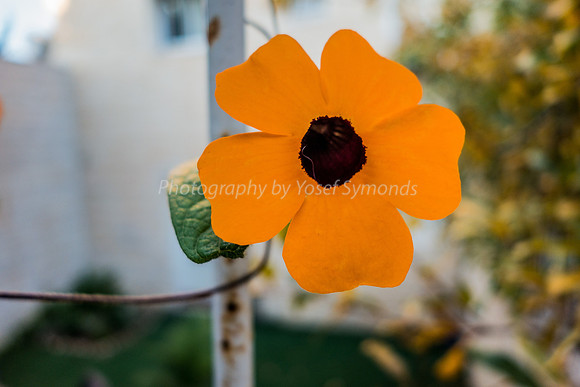 Black-Eyed Susan 181224-4