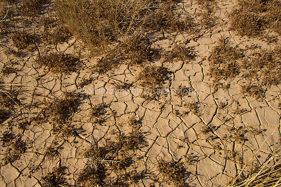 Parched Earth in Negev 150930-5