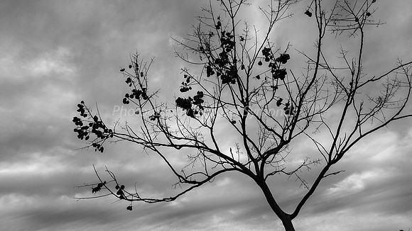 Leaves Holding On in Winter
