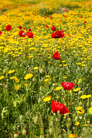 Poppies on the Slope 180323-4