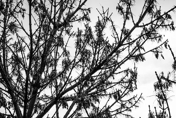 Winter Tree - Park Ayalaon 181230-6