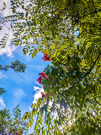 Branches and Leaves 1