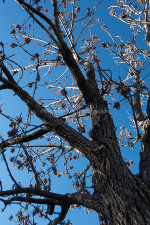 Winter Tree - Park Ayalon 181225-2