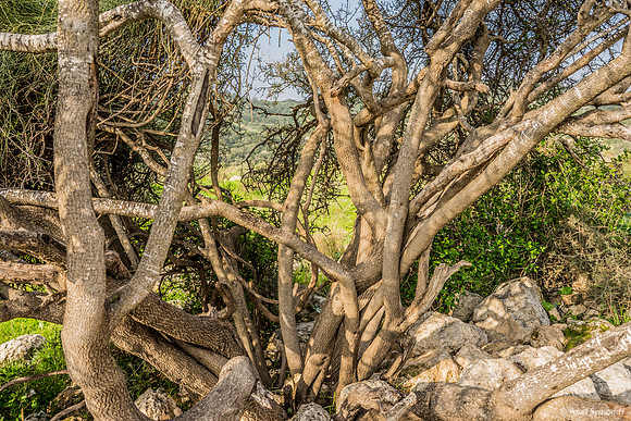 Gnarled Tree on Plateau 200216-1