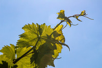 Passionfruit Vine 170414-4