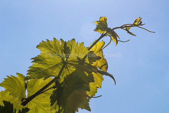Passionfruit Vine 170414-4
