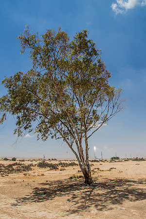 Bright Light of Ashalaim Behind Tree 180601-1