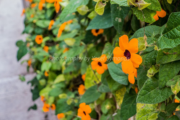 Black-Eyed Susan 181224-2