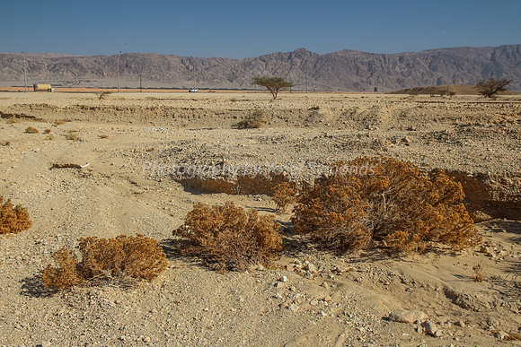 Desert Bushes in Negev 150930-1