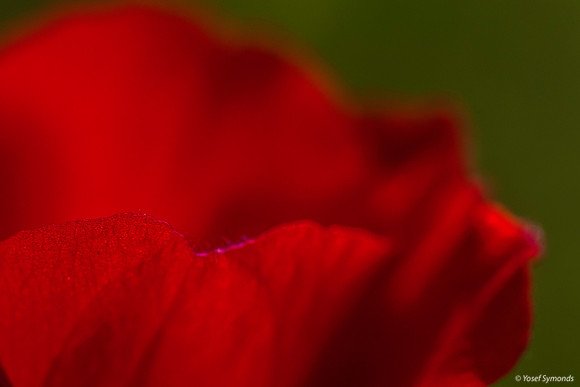 Anemone Petals 200216-2