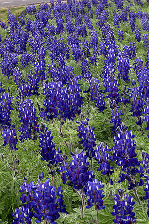 130224-Lupins_Thermosin_LamedH-0948A