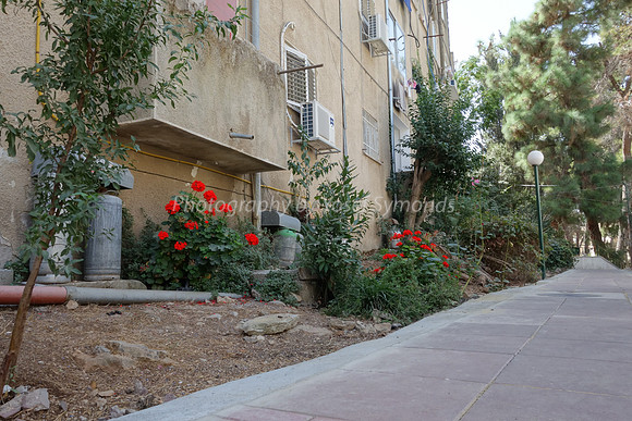 Backyard Path 1