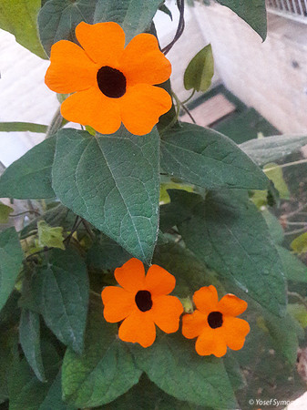Black-eyed Susan Vine 3