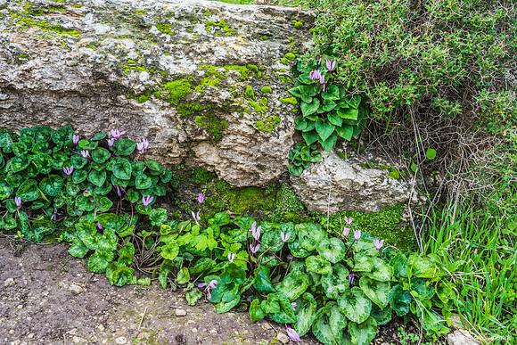 Pink Cyclamen 200216-10