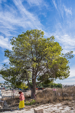 Jerusalem Pine above Excavations 191121-4