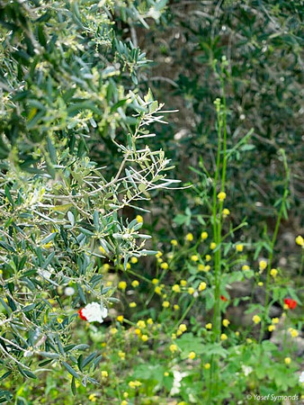 Neve Tzuf 190423-23