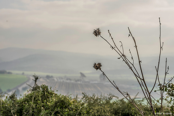 Bare Stalk Overlooking Haela Valley 200216-4