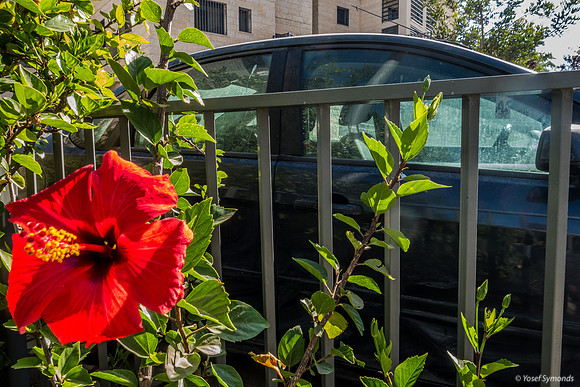 Red Hibiscus and Black Car 220616-1