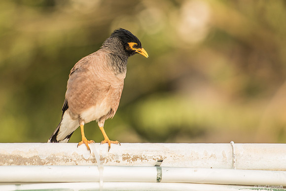 Myna Bird 190804-2
