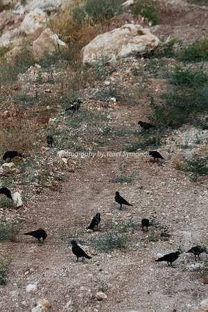Mem 3 2014 Q3 Flock of Birds 8054