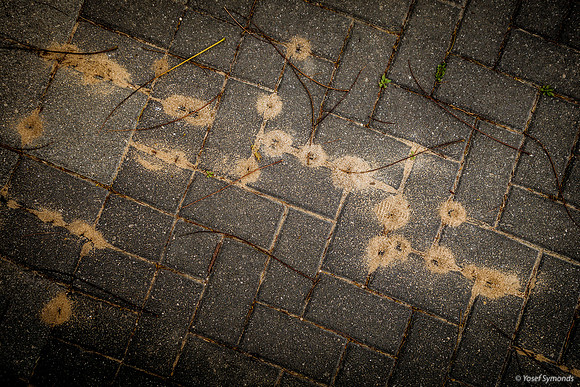 Ants Invading Pavement 200312-1
