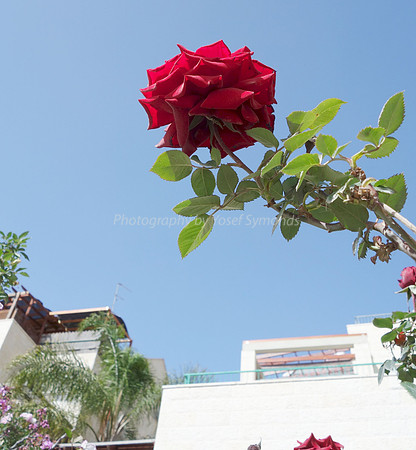 DSC09671A