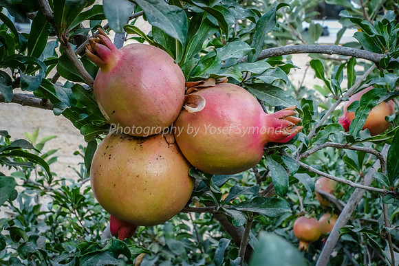 Pomegranate 1608-1