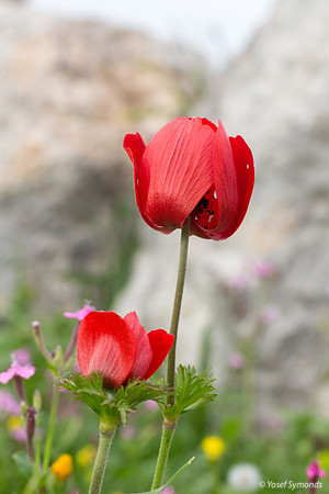 Anemone 180208-14