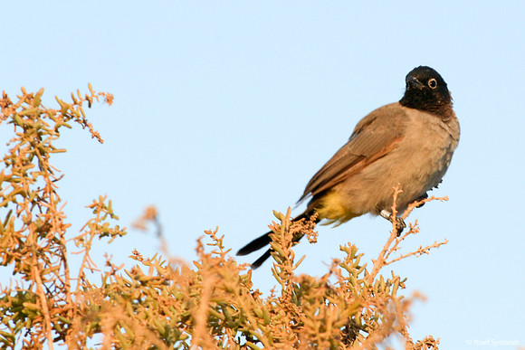 "International" Warbler