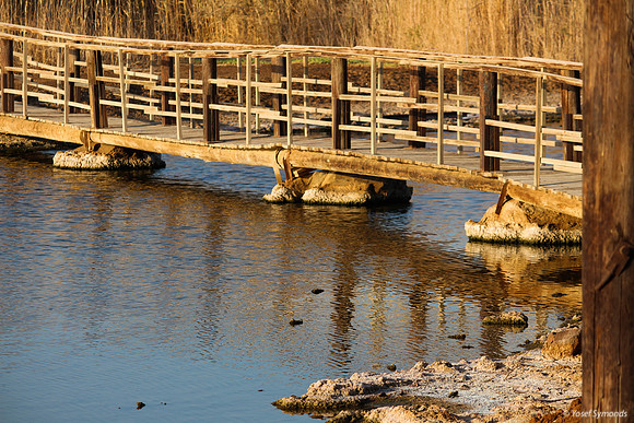 Bridge on Southern Lake 13