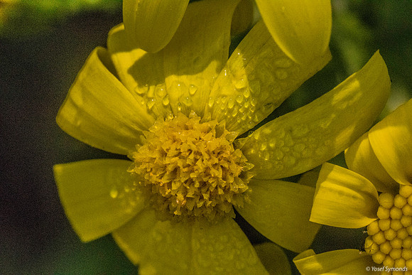 Groundsel 200216-8