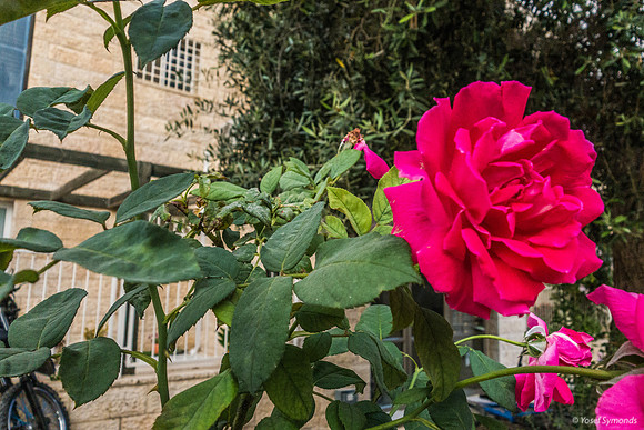 Roses and Building 200630-1