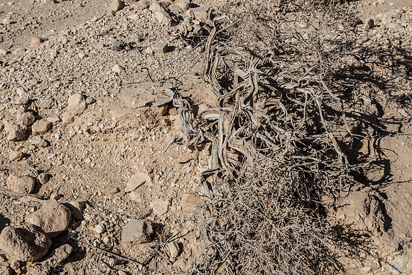 Twigs on Parched Ground in Negev 150930-1