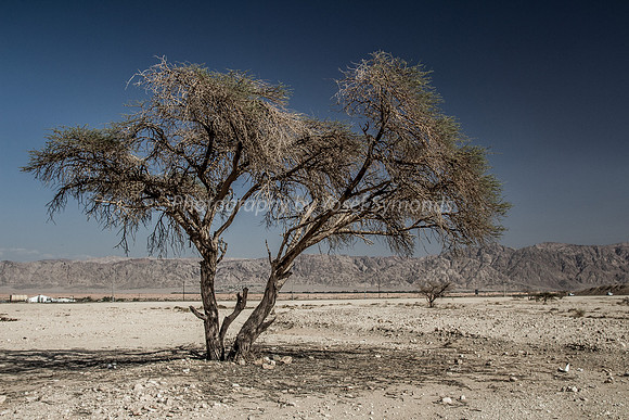 Acacia Tree in Negev 150930-9
