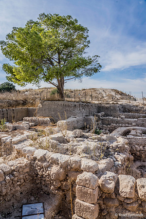Jerusalem Pine above Excavations 191121-1
