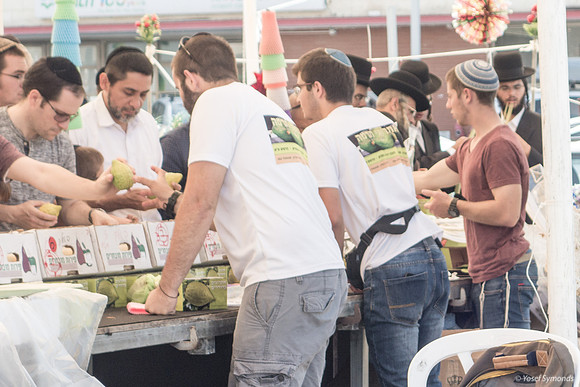 Examining Etrog 191013-8