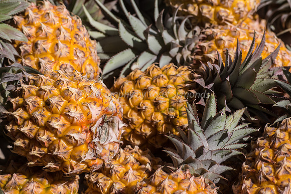 Pineapple 5