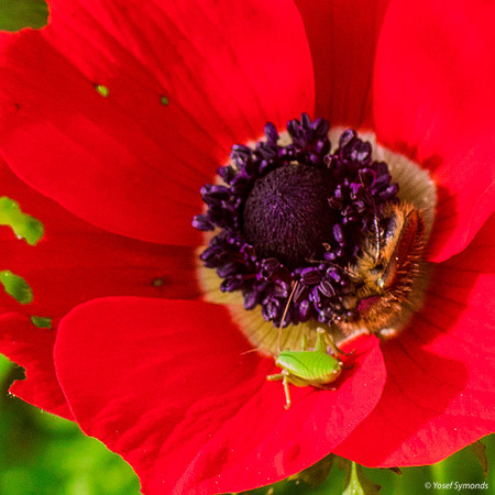 Spot the Anemone Petal Predator 200216-4