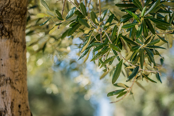 Olive Leaves Growing on Northern Side