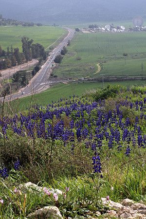 Hilltop Lupins with Highway #375 in Background 1